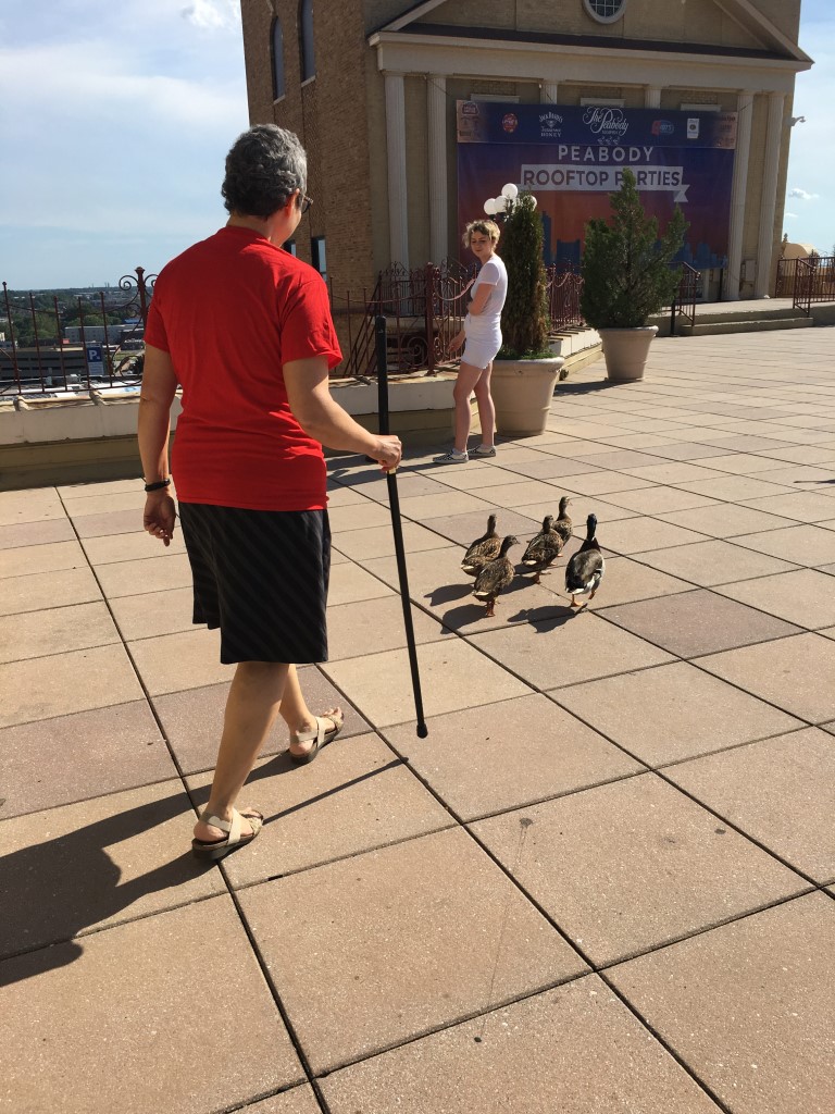 Family of ducks just waddling around town! 